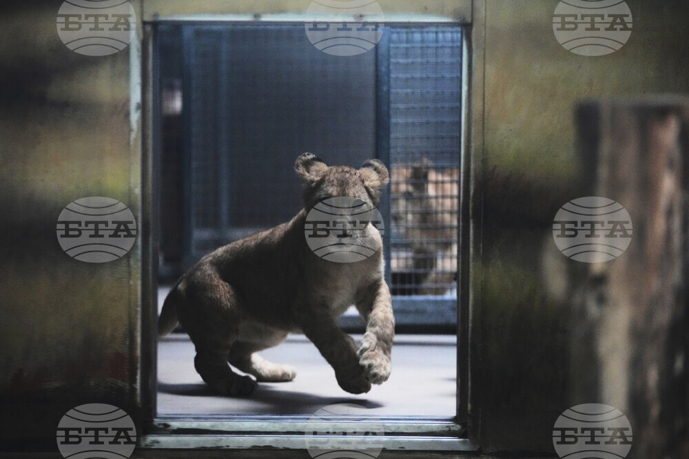Czech Republic Lions