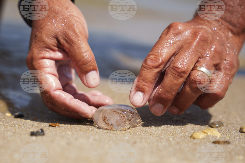 Jellyfish Beach Invasion