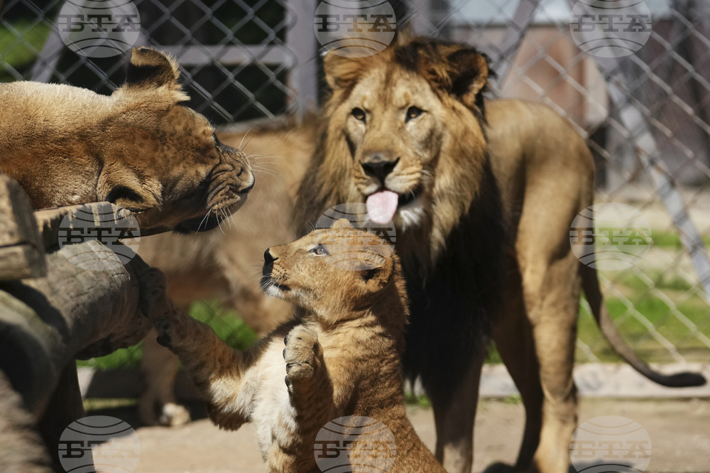 APTOPIX Czech Republic Lions