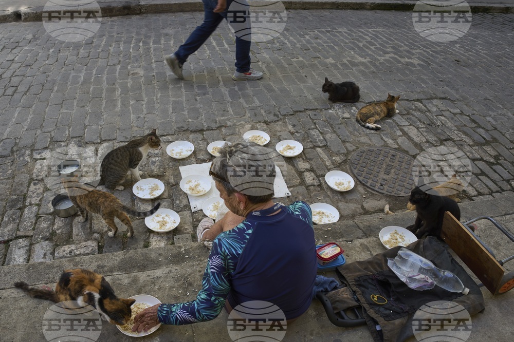 Cuba Stray Animals