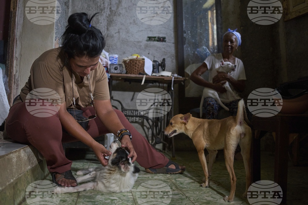 Cuba Cats and Dogs