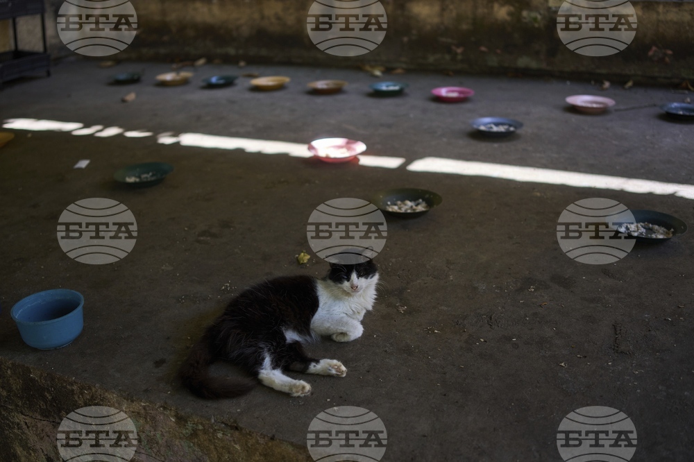Cuba Cats and Dogs