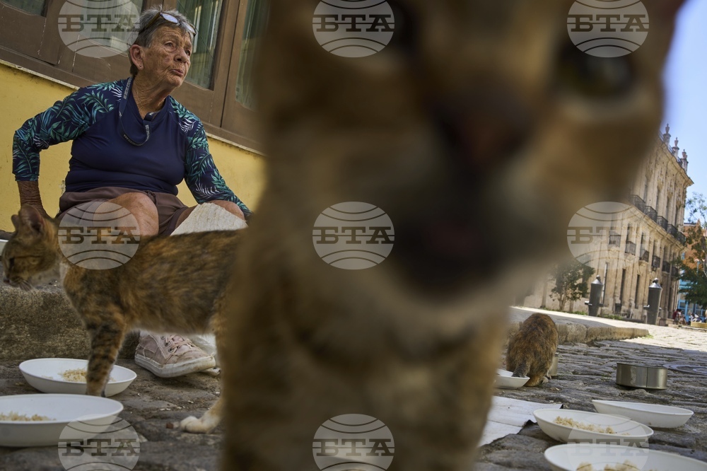 Cuba Cats and Dogs