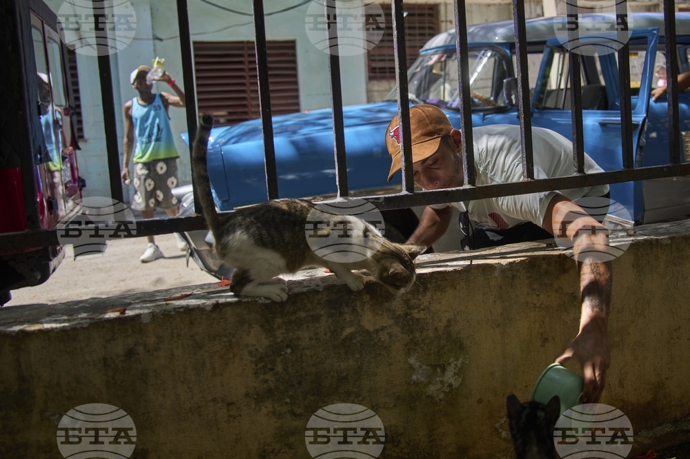 Cuba Cats and Dogs