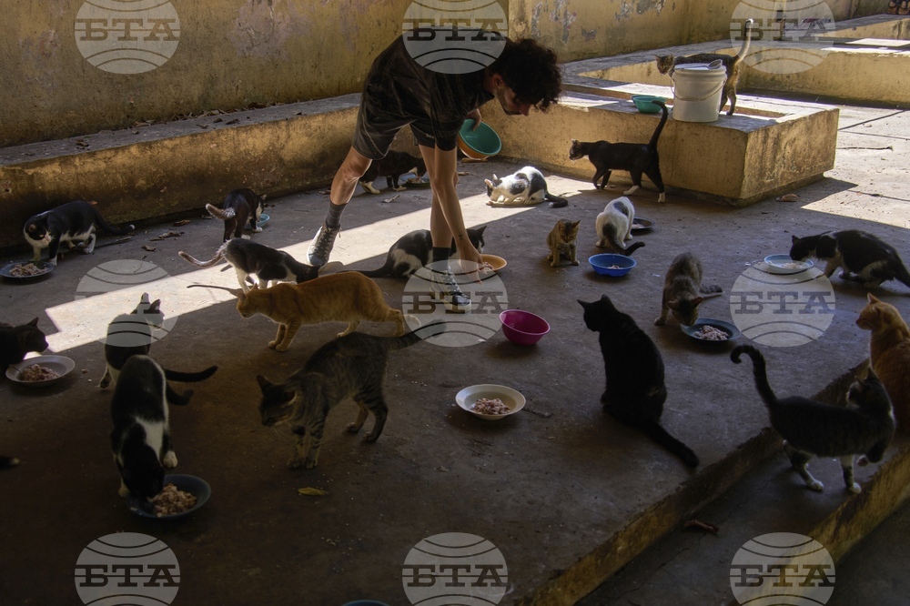 Cuba Cats and Dogs