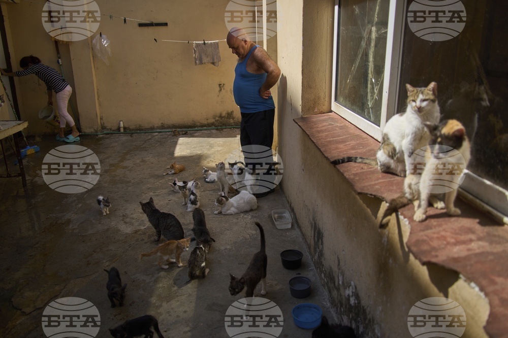 Cuba Cats and Dogs