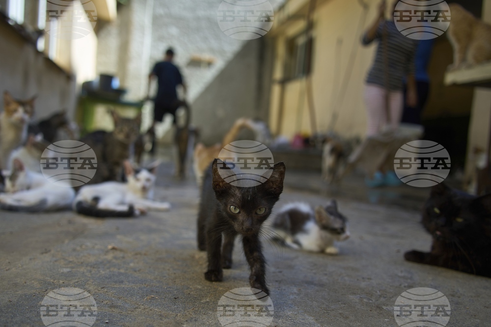 Cuba Cats and Dogs