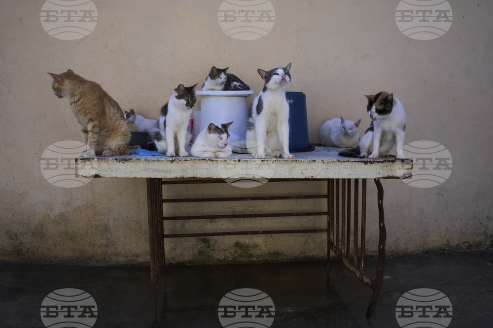 APTOPIX Cuba Cats and Dogs
