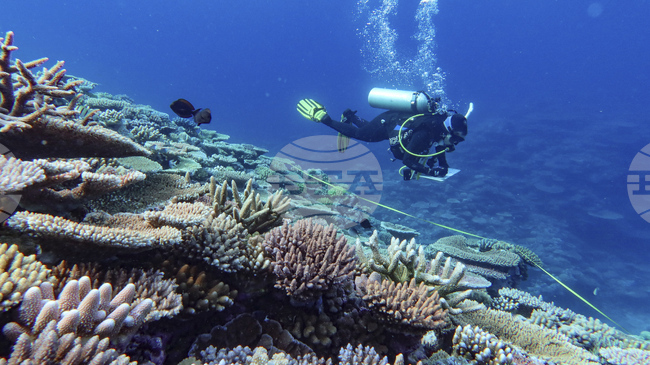 Австралия ръководи един от най-мащабните експерименти за възстановяване на коралови рифове в света по време на периода на размножаване