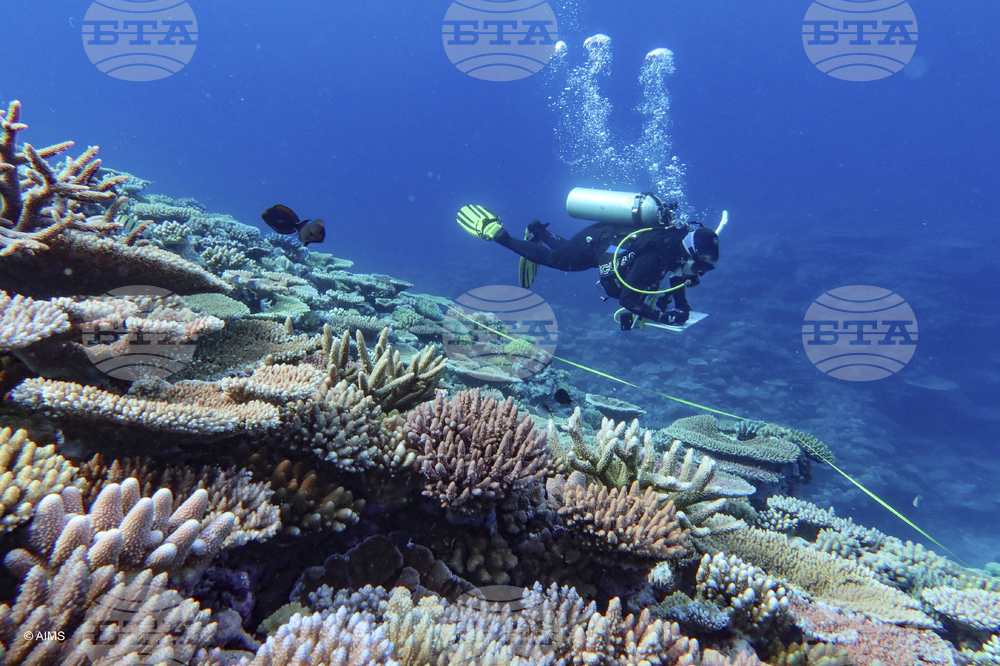 Австралия ръководи един от най-мащабните експерименти за възстановяване на коралови рифове в света по време на периода на размножаване