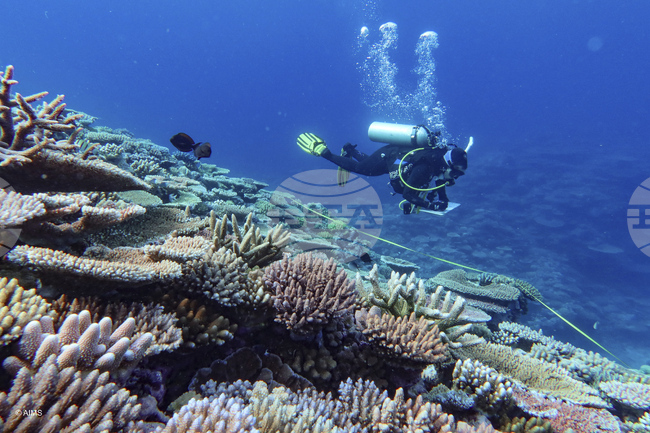 Австралия ръководи един от най-мащабните експерименти за възстановяване на коралови рифове в света по време на периода на размножаване