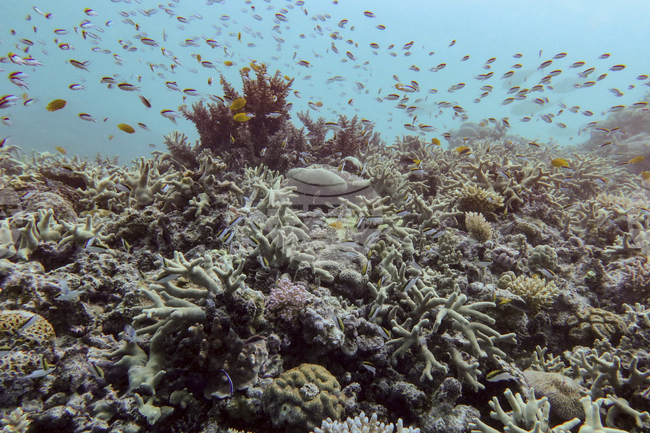 Топлите зими също влияят на избелването на коралите в Големия бариерен риф, сочи проучване