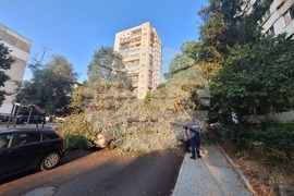 Паднало дърво - задръстване