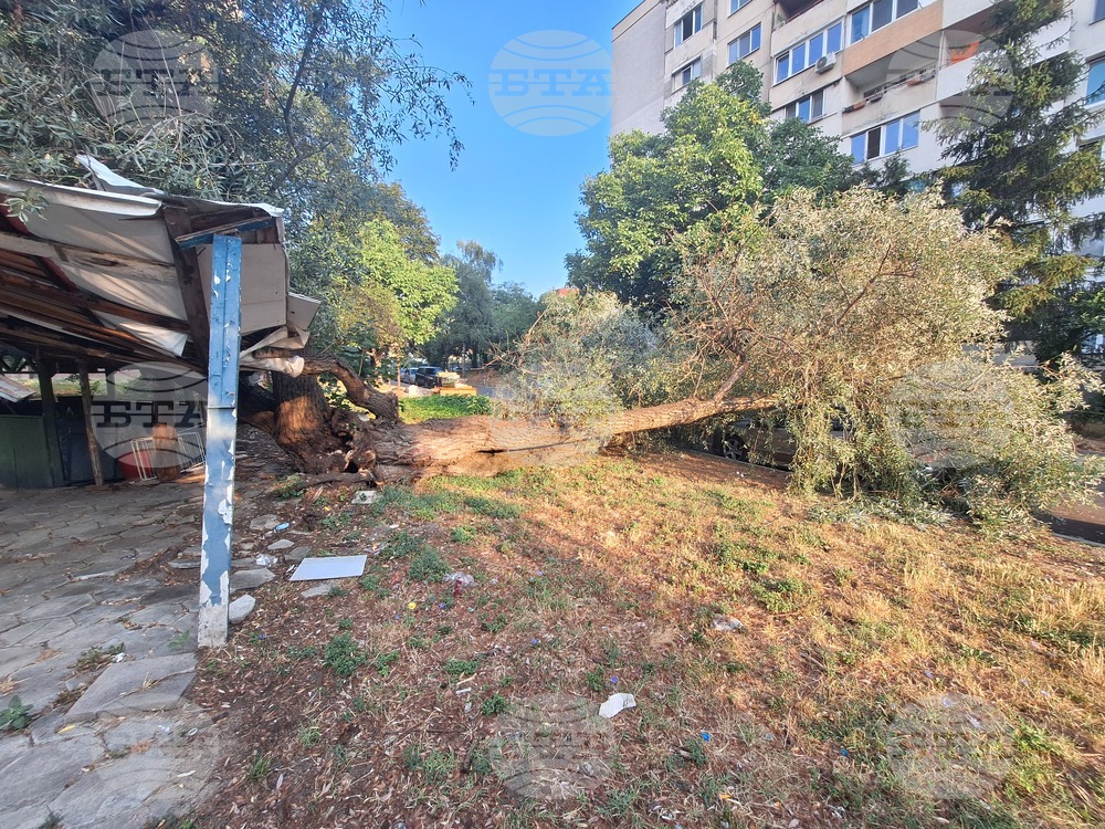 Паднало дърво - задръстване