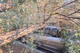 Паднало дърво - задръстване