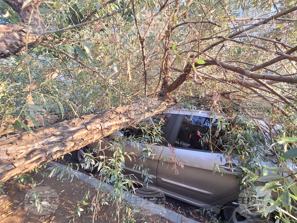 Паднало дърво - задръстване