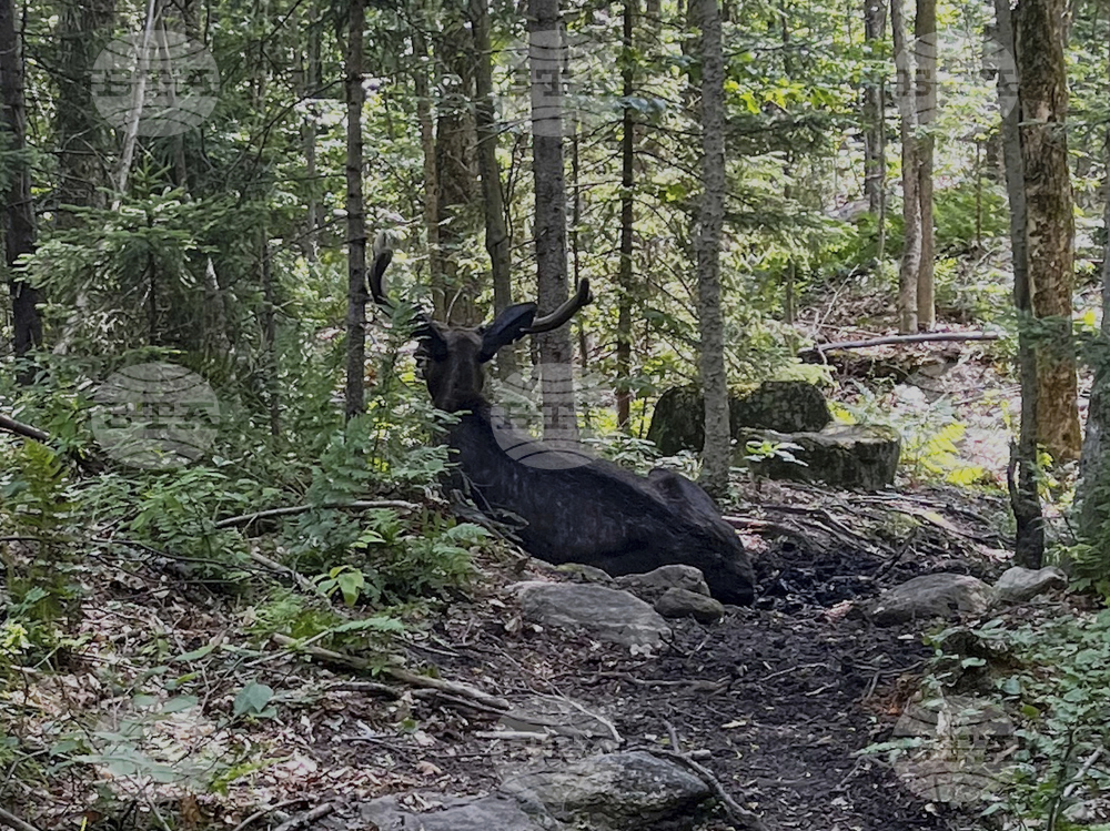 Moose Blocks Trail