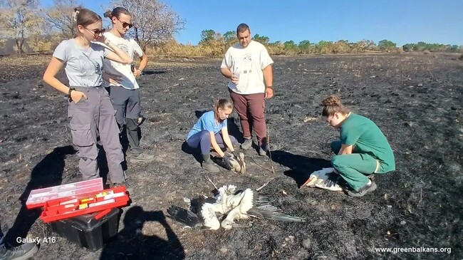 Доброволци от "Зелени Балкани" откриха 32 загинали щъркела при пожара в Източна Сакар планина