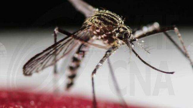 КНА: Няма регистрирани случаи на вируса чикунгуня в Кипър, предприемат се мерки, съобщи здравното министерство