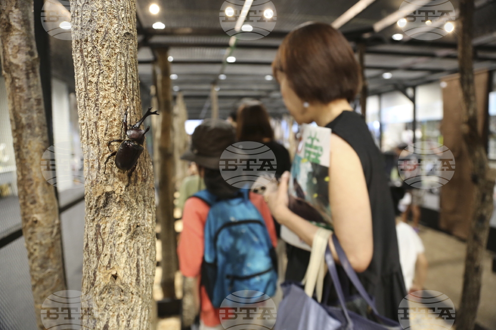 Japan Pet Bugs