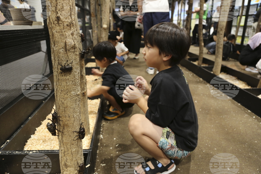 Japan Pet Bugs