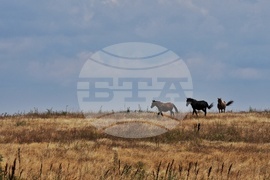 Село Габра - коне