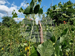 Село Смилян - фасул