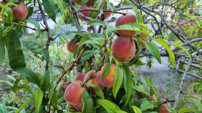 В област Търговище са подадени над 240 заявления за пропаднали площи с трайни насаждения 