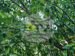 Търговище - овошки - пропаднали площи