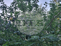 Търговище - овошки - пропаднали площи