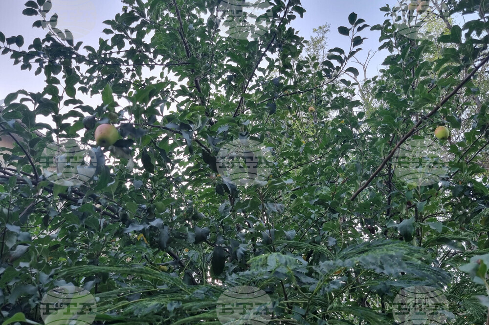 ДФ "Земеделие" открива прием от 15 октомври до 5 ноември за останалите стопани, пострадали от измръзване или слана през 2025 година