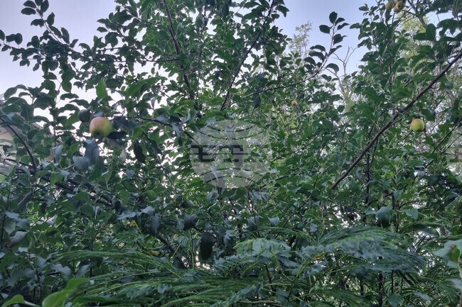 ДФ "Земеделие" открива прием от 15 октомври до 5 ноември за останалите стопани, пострадали от измръзване или слана през 2025 година