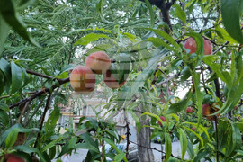 Търговище - овошки - пропаднали площи