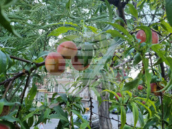 Търговище - овошки - пропаднали площи