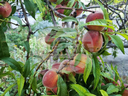 Търговище - овошки - пропаднали площи