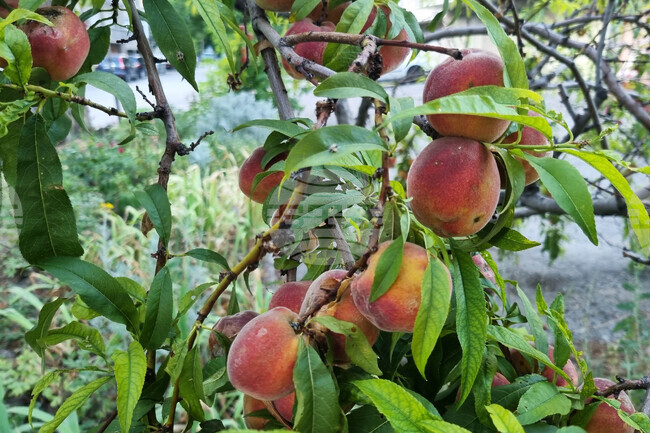 European Commission Grants EUR 7.4 Mln in Emergency Aid to Bulgarian Farmers