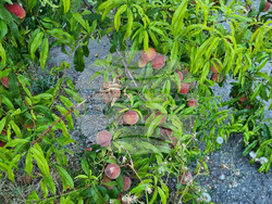 Търговище - овошки - пропаднали площи