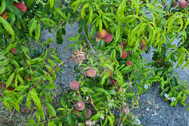 Държавен фонд "Земеделие" започва поетапното изплащане на субсидиите за пропаднали площи през 2025 г.