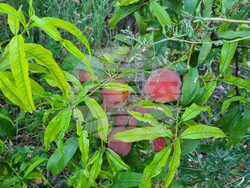 Търговище - овошки - пропаднали площи