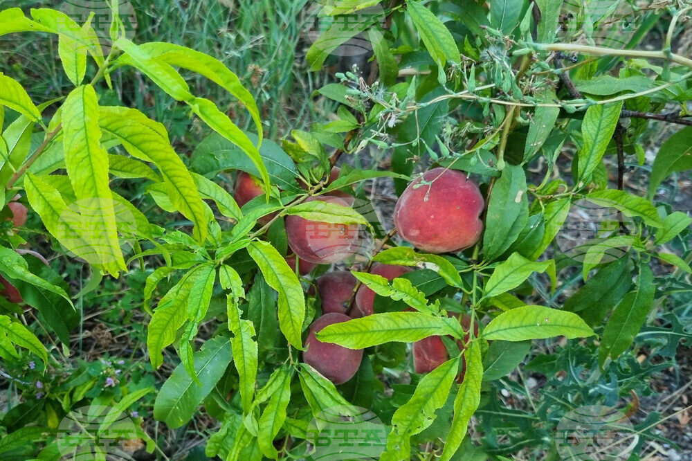 Държавен фонд "Земеделие" е превел още над 8 млн. лева на овощари за пропаднали площи през 2025 г.