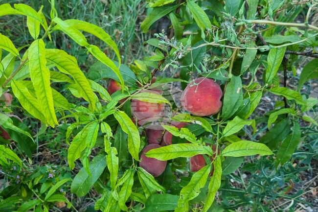Държавен фонд "Земеделие" е превел още над 8 млн. лева на овощари за пропаднали площи през 2025 г.