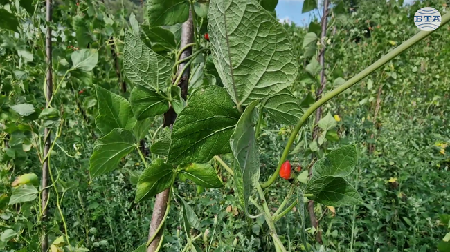 Заради високите температури и сушата жителите на село Смилян очакват много ниски добиви на фасул