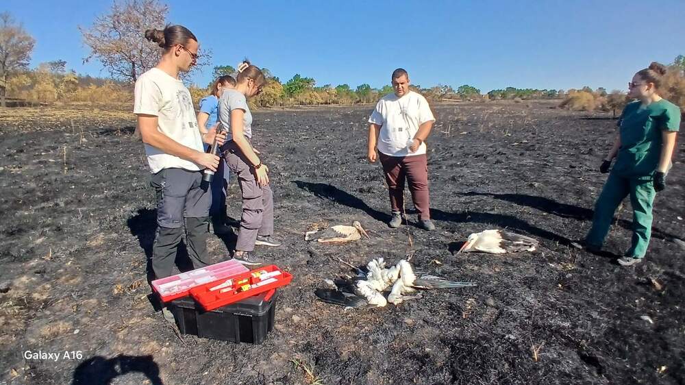32 White Storks Die in Sakar Region Following Wildfire, Green Balkans Team Finds
