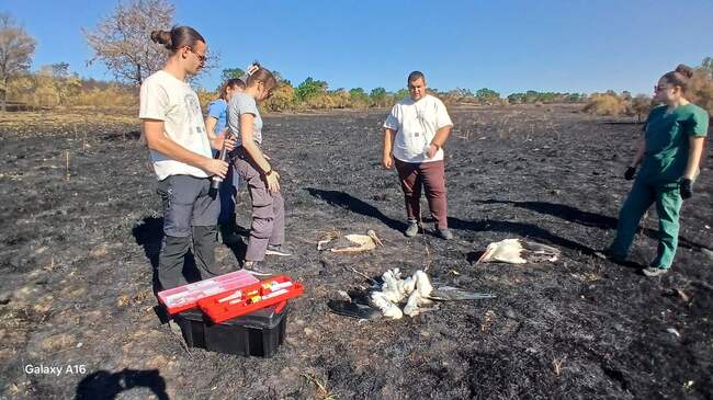 32 White Storks Die in Sakar Region Following Wildfire, Green Balkans Team Finds