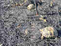 Зелени Балкани-умрели сухоземни костенурки