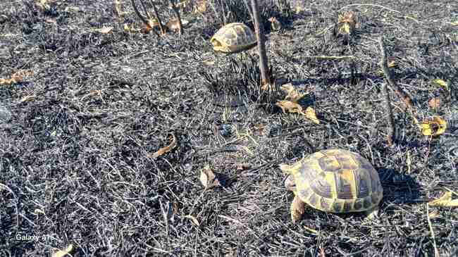 Wildlife in Bulgaria’s Burnt Areas May Take 40–50 Years to Recover, Expert Says