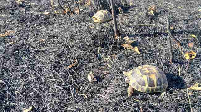 Wildlife in Bulgaria’s Burnt Areas May Take 40–50 Years to Recover, Expert Says