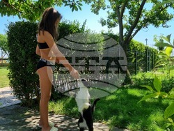 Търговище - котки - ветеринар