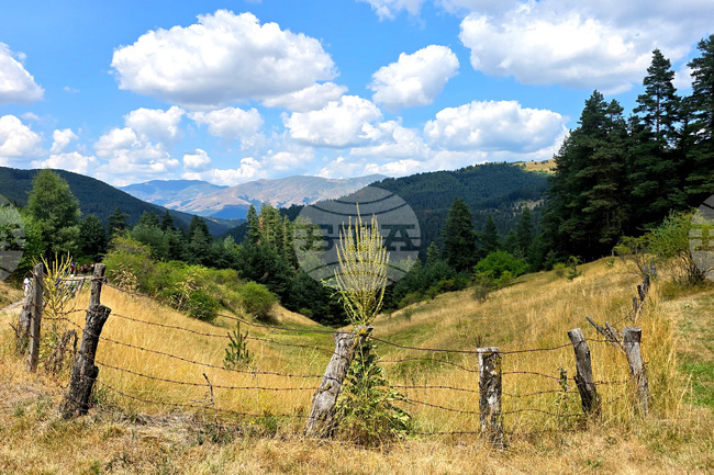 Производствените цени в горското стопанство в България намаляват със 7,5 на сто през второто тримесечие на 2025 г. на годишна база, съобщи НСИ