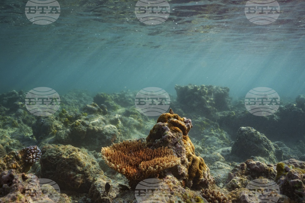 Climate Vanuatu Underwater Photo Gallery